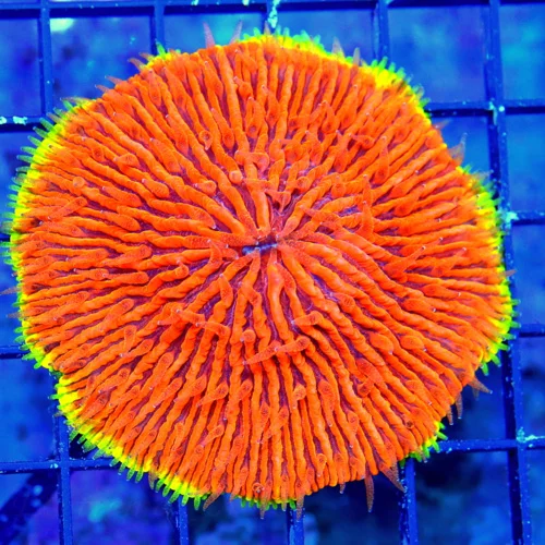 WYSIWYG 4x4 MANGO YELLOW RIMMED "FROSTED SATURN SUN" COLLECTORS ITEM ONE OF A KIND PLATE CORAL live coral for sale - Extreme Corals