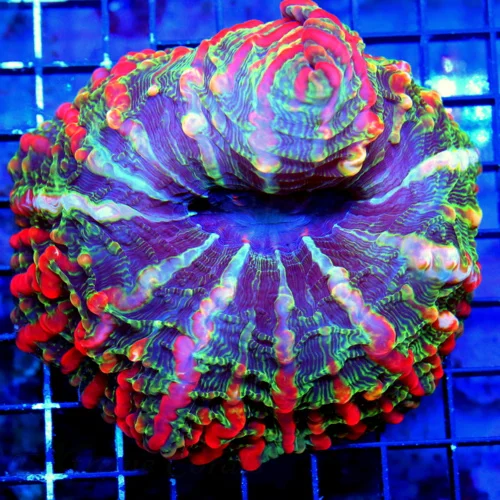 WYSIWYG 7X7  XL SUPER RAINBOW COLORED MASTER INDOPHYLLIA HANDPICKED BY SCOTT-STUNNING COLOR!! live coral for sale - Extreme Corals