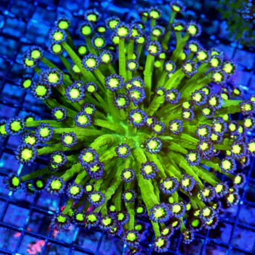 WYSIWYG 5.5X5.5 XXL ULTRA GONIOPORA-VERY VERY HARD TO GET "GLITTER" GONIOPORA-COLLECTORS ITEM!! live coral for sale - Extreme Corals