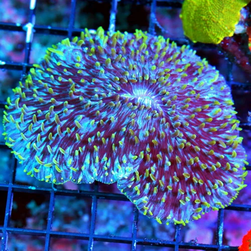 WYSIWYG 5.5X5 EXTREMELY RARE MULTICOLORED "BLUE-PURPLE" ULTRA HAIRY PLATE CORAL-BOOK QUALITY live coral for sale - Extreme Corals