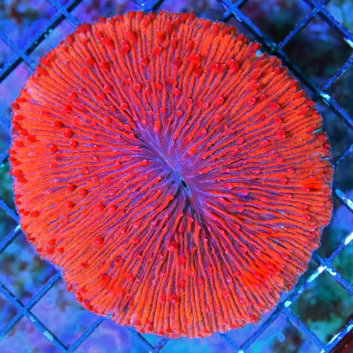 WYSIWYG 5X5 HANDPICKED BY SCOTT "RED DRAGON PLATE CORAL" ULTIMATE COLLECTORS ITEM!!!! live coral for sale - Extreme Corals