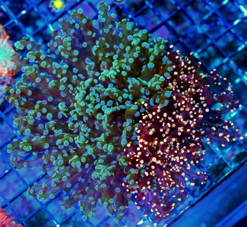 WYSIWYG 7X7 VERY VERY SPECIAL COMBO OCTOSPAWN 2 TOTALLY DIFFERENT SHOW COLOR OCTOSPAWN IN ONE CORAL 2 FOR 1 live coral for sale - Extreme Corals