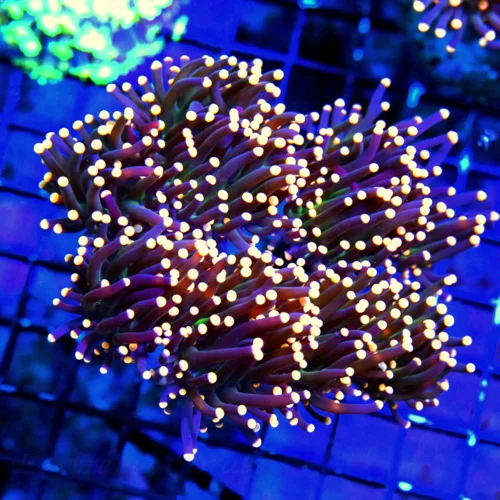 WYSIWYG 5.5X5.5 WOW WOW WOW SUPER ORANGE TIPPED "ULTRA JOKERS WILD" INDO TORCH COLLECTORS BOOK QUALITY SPECI live coral for sale - Extreme Corals