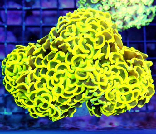 WYSIWYG 6X4 XL ULTRA NEON NEON GLOWING YELLOW TIPPED NEON ORANGE TENTACLED ULTRA COLORED SHOW HAMMER live coral for sale - Extreme Corals
