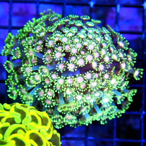 WYSIWYG 4X4 VERY VERY RARE COLORED JEWELED EYED SHOWPIECE AUSSIE ALVEOPORA-VERY VERY SPECIAL live coral for sale - Extreme Corals