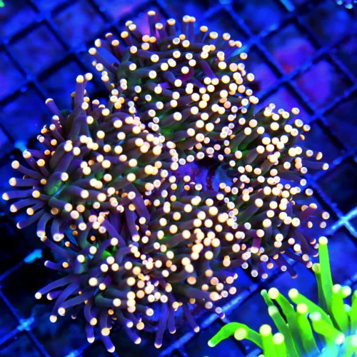 WYSIWYG 5.5X5.5 WOW WOW WOW SUPER ORANGE TIPPED "ULTRA JOKERS WILD" INDO TORCH COLLECTORS BOOK QUALITY SPECI live coral for sale - Extreme Corals