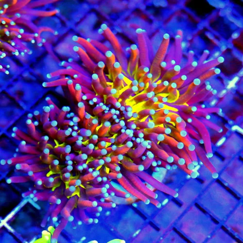 WYSIWYG 5X5 ONE OF A KIND ULTIMATE SHOWPIECE NEW YORK KNICKS HOLY GRAIL MORPH-SPECTACULAR!! live coral for sale - Extreme Corals