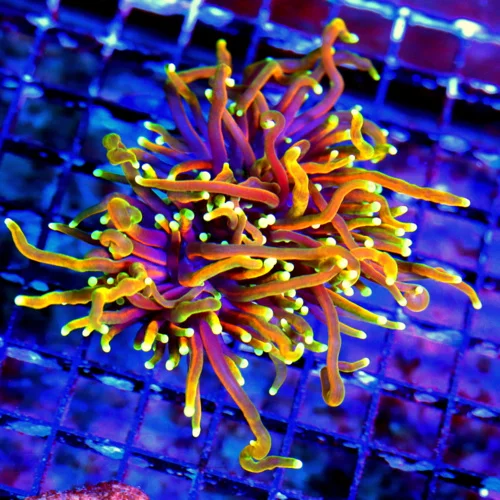 WYSIWYG 4.5X4.5 ULTRA COLORED INDO HELLFIRE ULTRA GRADE TORCH CORAL-INSANE!! live coral for sale - Extreme Corals
