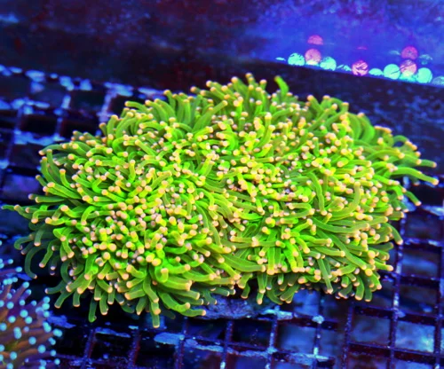 WYSIWYG 6.5X5.5 GIANT CENTERPIECE SSL ULTRA TOXIC GREEN SUPER ORANGE TIPPED BOOK QUIALITY TORCH INDO live coral for sale - Extreme Corals