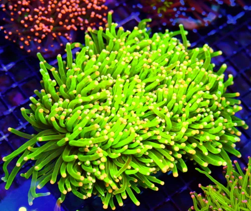 WYSIWYG 7X6 GIANT XXL GLOW IN DARK NEON LEMONLIME YELLOW ORANGE TIPPED ULTIMATE SHOWPIECE INDO TORCH live coral for sale - Extreme Corals