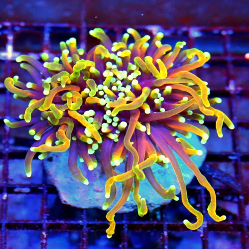 WYSIWYG 4.5X4 ULTRA COLORED INDO HELLFIRE ULTRA GRADE TORCH CORAL-INSANE!! live coral for sale - Extreme Corals