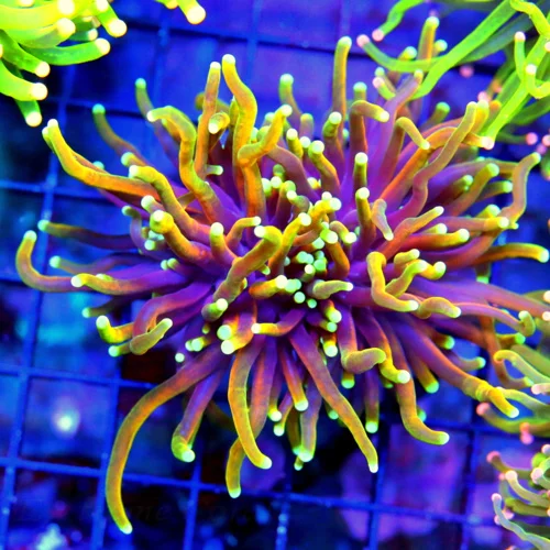 WYSIWYG 4.5X4 ULTRA COLORED INDO HELLFIRE ULTRA GRADE TORCH CORAL-INSANE!! live coral for sale - Extreme Corals