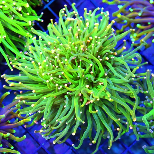 WYSIWYG 5.5X5.5 SUPER ULTRA NEON LIME GREEN PINK TIPPED SUPER SHOW XXL CENTERPIECE INDO TORCH live coral for sale - Extreme Corals