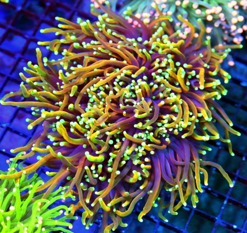 WYSIWYG 6.5X6.5 GIANT CENTERPIECE XXL "ULTRA DRAGON SLAYER" INDO ULTIMATE SHOW TORCH CORAL live coral for sale - Extreme Corals