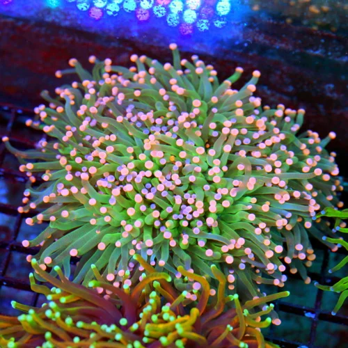 WYSIWYG 6.5X6.5 GIANT ONE OF A KIND SHOWPIECE-BEST TORCH OF THE MONTH-THIS IS ULTRA INSANE live coral for sale - Extreme Corals