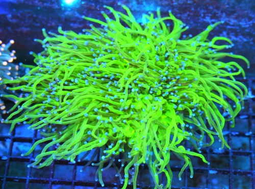 WYSIWYG 7X5 GIGANTIC ULTRA ULTRA BKLUE TIPPED SUPER NEON GLOW IN THE DARK TOXIC GREEN INDO TORCH CENTERPIECE live coral for sale - Extreme Corals