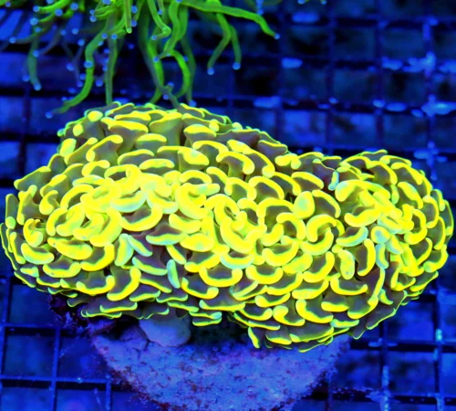 WYSIWYG 6X4 XL ULTRA NEON NEON GLOWING YELLOW TIPPED NEON ORANGE TENTACLED ULTRA COLORED SHOW HAMMER live coral for sale - Extreme Corals