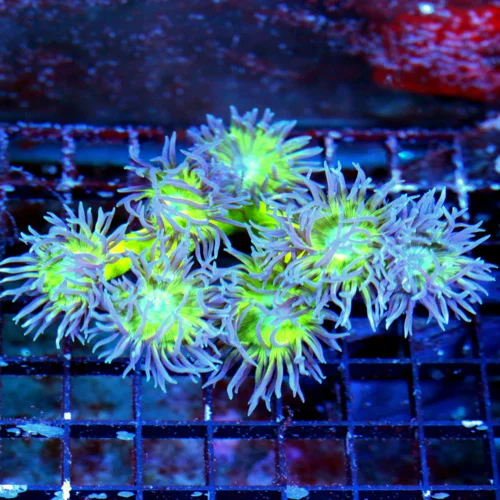 WYSIWYG 5X4 SUPER SUPER PURPLE TENTACLED NEON GREEN STEMMED AUSSIE DUNCANSAMNIA-=AWESOME COLOR! live coral for sale - Extreme Corals