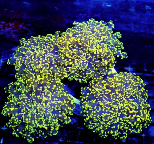 WYSIWYG 7.5X7 GIANT PURPLE TENTACLED SUPER YELLOW TIPPED SHOWPIECE BRANCHING OCTOSPAWN-INCREDIBLE SPECIMEN live coral for sale - Extreme Corals