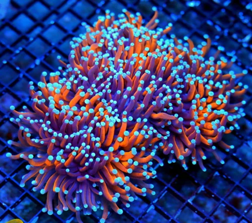 WYSIWYG 7.5X7 GIANT SCOTT'S PICK OF THE SUMMER SUPER SHOW ULTIMATE INDO TORCH-PEE IN YOUR PANTS AWESOME live coral for sale at Extreme Corals