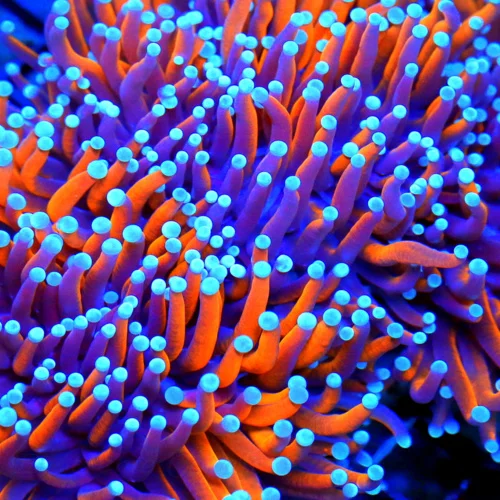 Extreme Corals | 7.5X7 GIANT SCOTT'S PICK OF THE SUMMER SUPER SHOW
