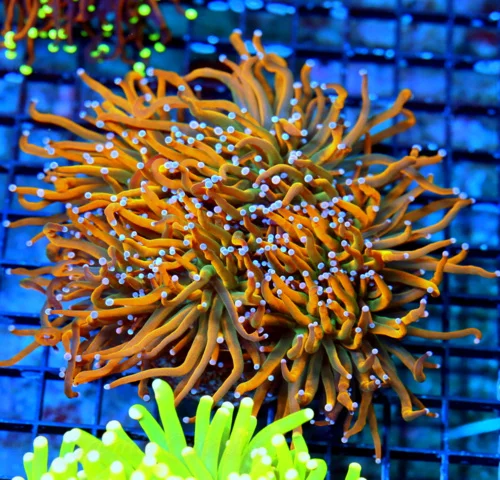 WYSIWYG 7X7 XXL GIANT "ULTRA HOLY GRAIL 24k INDO TORCH" ONE OF THE BEST I HAVE EVER SEEN!!! live coral for sale at Extreme Corals