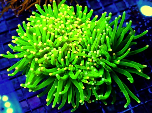 WYSIWYG 7X7 GIANT XXL BLOW YOUR SOCKS OFF MAKE YOUR EYES WATER ULTIMATE SHOWPIECE INDO XXXL TORCH live coral for sale at Extreme Corals