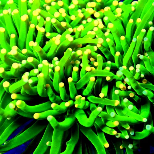 Extreme Corals | 7X7 GIANT XXL BLOW YOUR SOCKS OFF MAKE YOUR EYES