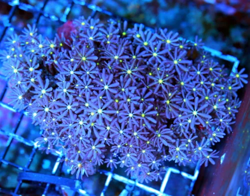 WYSIWYG 6X4 LARGE SUPER PURPLE ULTRA COLORED DAISY POLYP COLONY live coral for sale - Extreme Corals