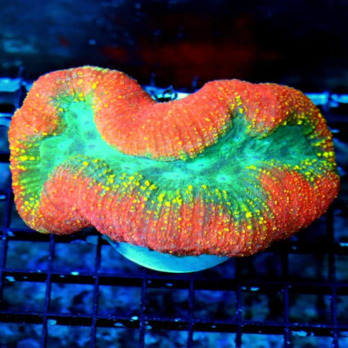 WYSIWYG 6X4 LARGE ULTRA COLORED TRICOLOR RAINBOW GRADE AUSSIE LOBOPHYLLIA-AWESOME!!! live coral for sale - Extreme Corals