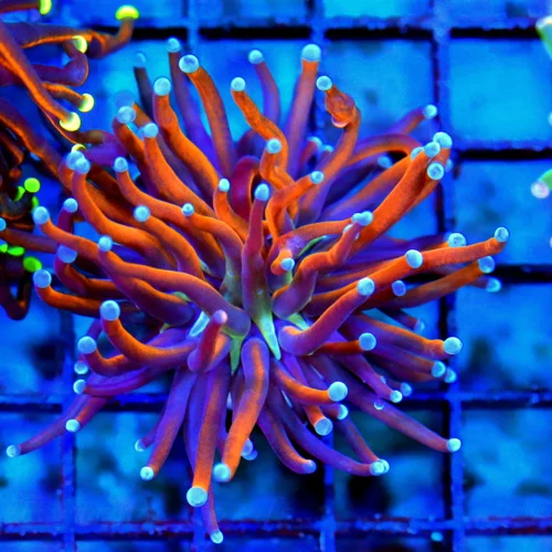 WYSIWYG 3.5X3.5 ULTRA COLORED ULTRA GRADE INDO NEW YORK KNICKS TORCH-AWESOME COLOR!! live coral for sale - Extreme Corals