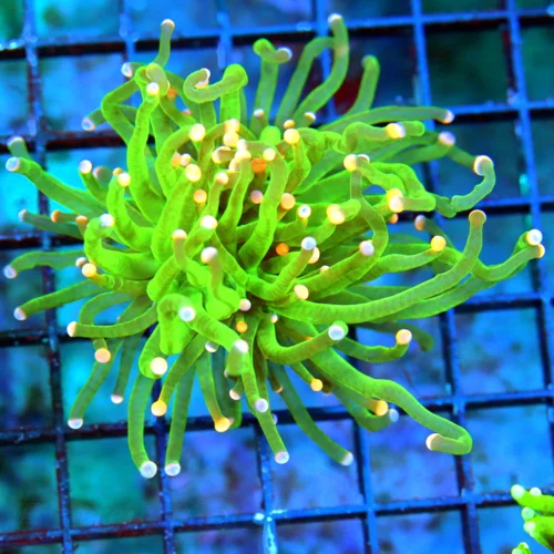 WYSIWYG 4X3 OUT OF THIS WORLD NEON TOXIC GREEN SUPER ORANGE TIPPED SHOW INDO TORCH live coral for sale - Extreme Corals