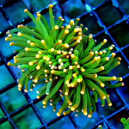 WYSIWYG 4X3 OUT OF THIS WORLD NEON TOXIC GREEN SUPER ORANGE TIPPED SHOW INDO TORCH live coral for sale - Extreme Corals