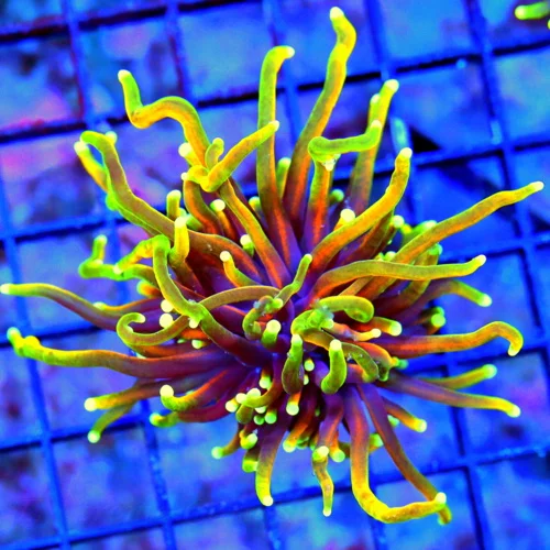 WYSIWYG 3.5X3.5 ULTRA COLORED DRAGON SOUL INDO TORCH-INTENSE COLORATION!! live coral for sale - Extreme Corals