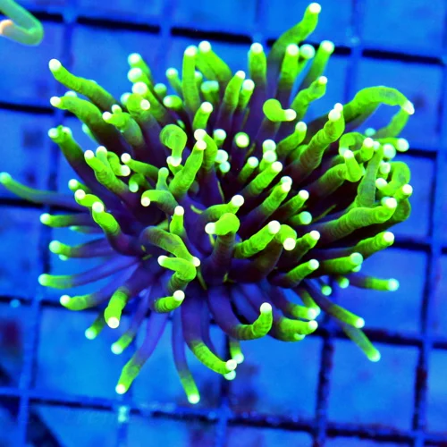 WYSIWYG 3X3 SUPER NEON GLOWING LIME GREENTIPPED PURPLE TENTACLED GASLIGHT INDO TORCH live coral for sale - Extreme Corals