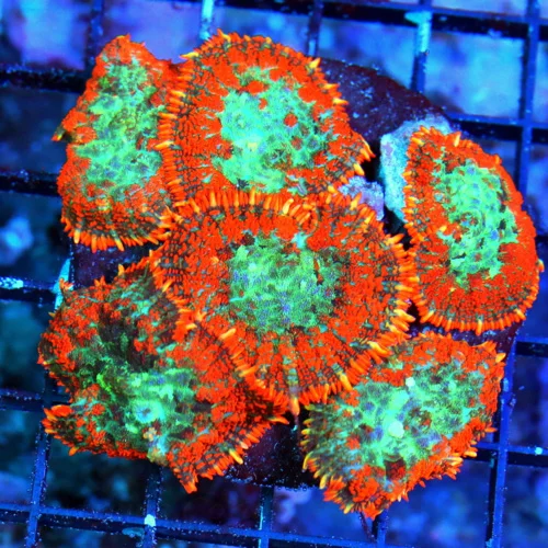 WYSIWYG 4X4 HANDPICKED FROM HUNDREDS VERY VERY SPECIAL COLOR AWESOME PRICE!! MUST PURCHASE RHODACTIS COLONY! live coral for sale - Extreme Corals