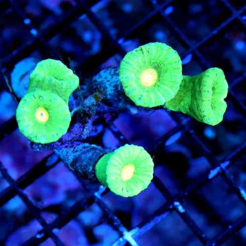 WYSIWYG 4x3 NEON YELLOW EYED LIME GREEN CANDY CANE-VERY RARE COLOR live coral for sale - Extreme Corals