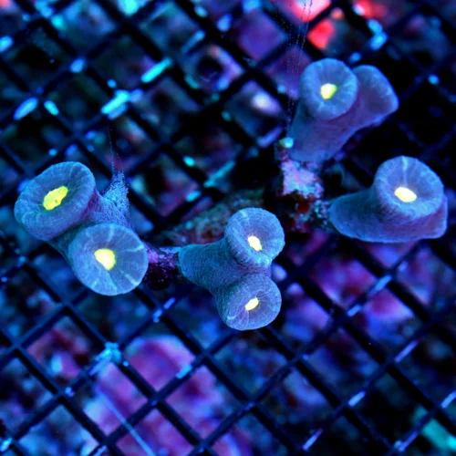 WYSIWYG 4.5X4 SUPER YELLOW EYED SUPER PURPLE CANDY CANE-VERY RARE COLOR live coral for sale - Extreme Corals