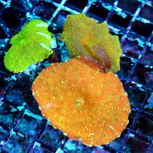 WYSIWYG 4X3 SUPER NICE COMBO 3 DIFFERENT ULTRA COLORED DISCOSOMA ON ONE ROCK live coral for sale - Extreme Corals
