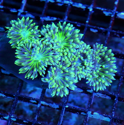 WYSIWYG 4X3 BEAUTIFUL PURPLE AND SEAFOAM GREEN AUSTRALIAN DUNCANSAMNIA live coral for sale - Extreme Corals