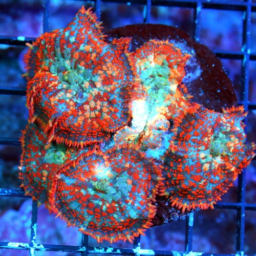 WYSIWYG 4X4 HANDPICKED FROM HUNDREDS VERY VERY SPECIAL COLOR AWESOME PRICE!! MUST PURCHASE RHODACTIS COLONY! live coral for sale - Extreme Corals