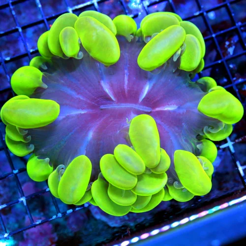 WYSIWYG 5.5X5 5X4.5 GLOW IN THE DARK NEON NEON GLOWING ULTRA TOXIC GREEN AND PURPLE XL INDO SHOW BUBBLE live coral for sale - Extreme Corals