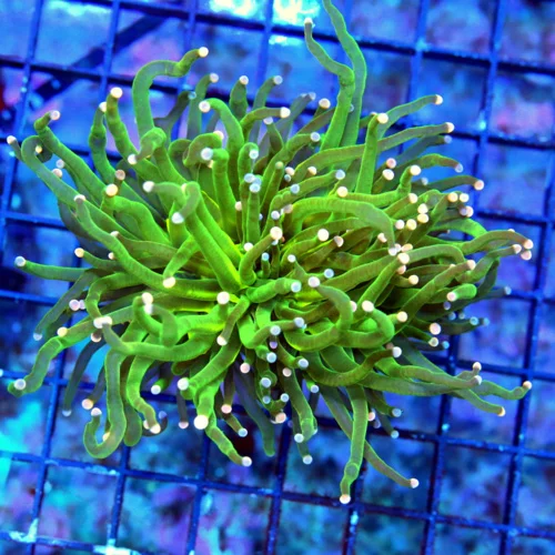 WYSIWYG 4.5X4 SUPER PINK AND BLUE TIPPED COTTON CANDY INDO TORCH live coral for sale - Extreme Corals
