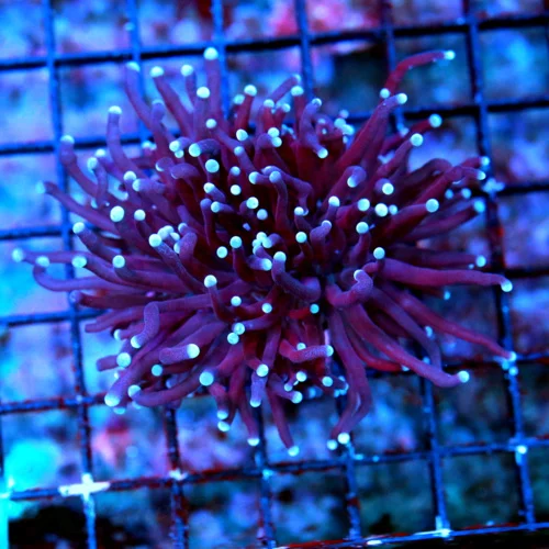 WYSIWYG 4X3.5 ULTRA COLORED SUPER BLUE TIPPED BLACKLIGHT PURPLE INDO TORCH live coral for sale - Extreme Corals