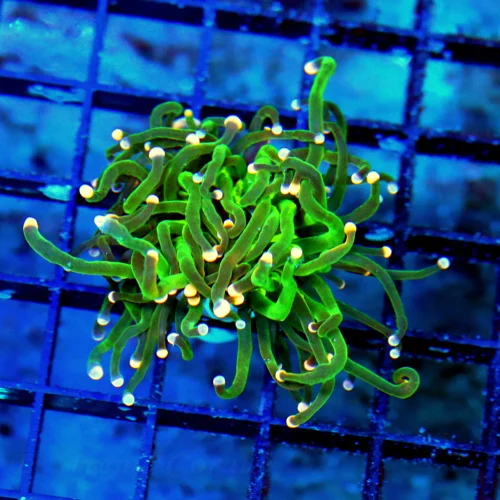 WYSIWYG 3X3 SUPER ORANGE TIPPED ULTRA COLORED CARE BEAR INDO TORCH live coral for sale - Extreme Corals