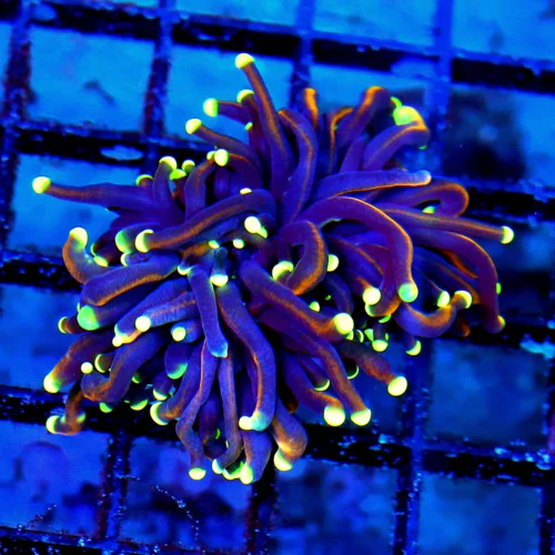 WYSIWYG 3.5X3 EXTREMELY HARD TO GET 'DARTH MAUL INDO TORCH" EXTREMELY RARE COLOR live coral for sale - Extreme Corals