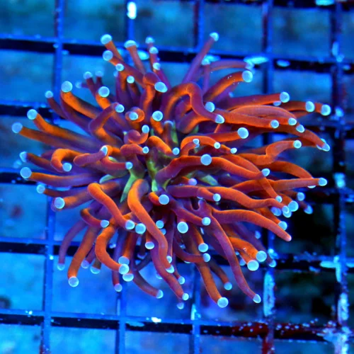 WYSIWYG 3.5X3.5  ULTRA COLORED ULTRA GRADE INDO NEW YORK KNICKS TORCH-AWESOME COLOR!! live coral for sale - Extreme Corals