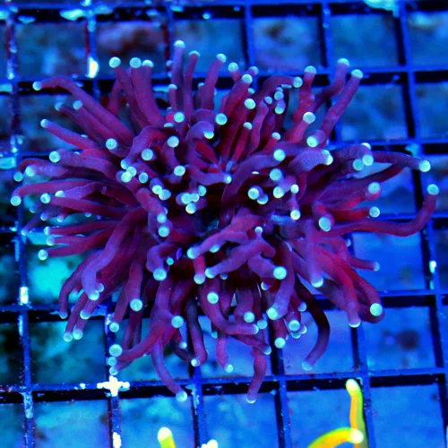 WYSIWYG 4X3 ULTRA COLORED SUPER BLUE TIPPED BLACKLIGHT PURPLE INDO TORCH live coral for sale - Extreme Corals
