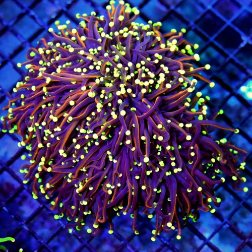 WYSIWYG 6.5X6.5 7X6 GIANT XXL ULTIAMTE SHOWPIECE "DANTE INFERNO" INDO GIANT CENTERPIECE TORCH live coral for sale - Extreme Corals