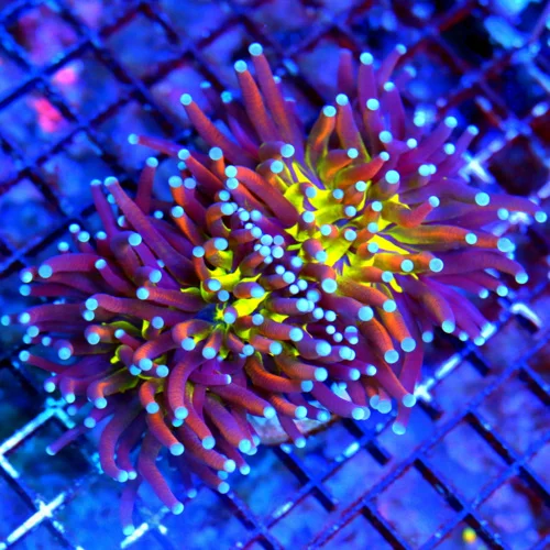 WYSIWYG 5.5X4.5 5X5 ONE OF A KIND ULTIMATE SHOWPIECE NEW YORK KNICKS HOLY GRAIL MORPH-SPECTACULAR!! live coral for sale - Extreme Corals